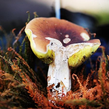 Domki Pod Jablonka Elganowo Buitenkant foto